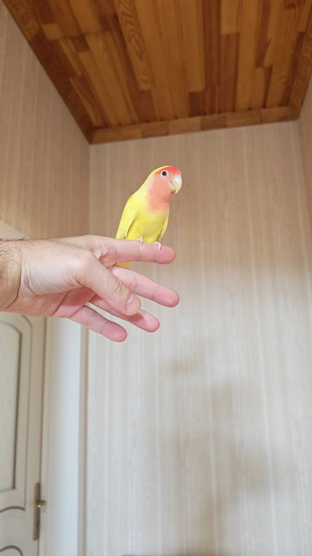 Məhsul: Sevimli papuqay – Agapornis (Lovebird) növü, sarı gövdə və — Tutyun papağayı, Digah (5)