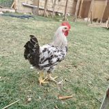 Toyuq, Damazlıq — Chickens and roosters