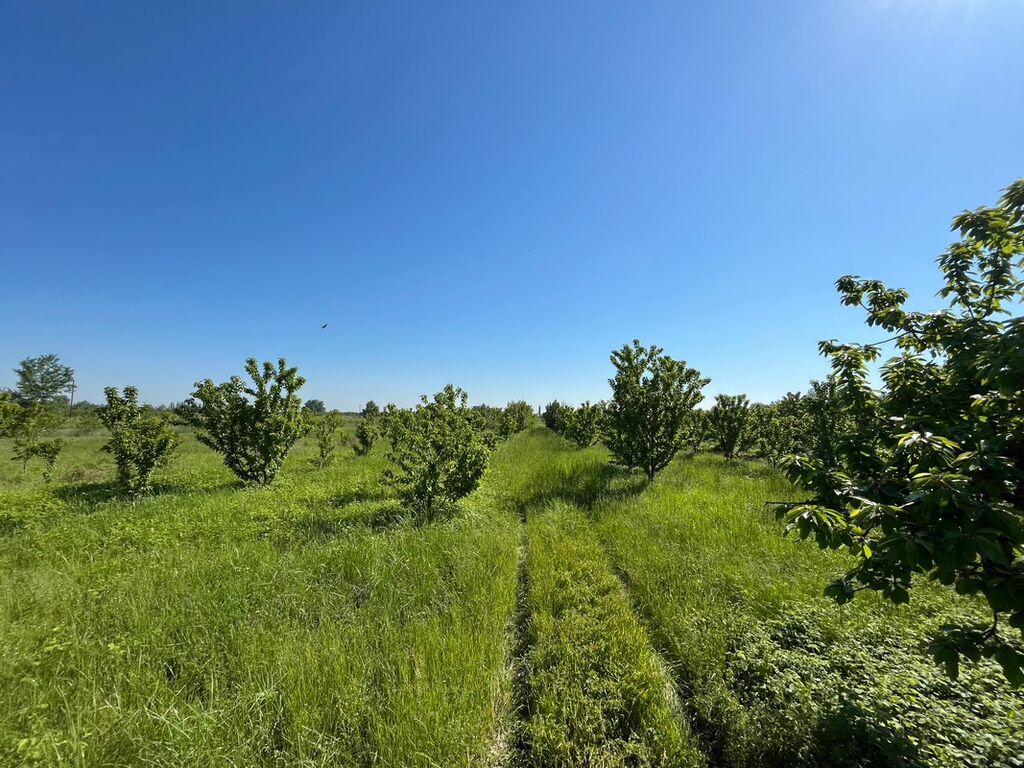 240 sot, Kənd təsərrüfatı, Kupça (Çıxarış) — Torpaq, Xaçmaz (4)