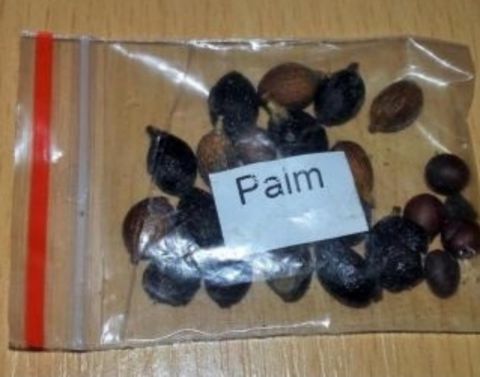 Palma ağacı toxumları — Bakı
