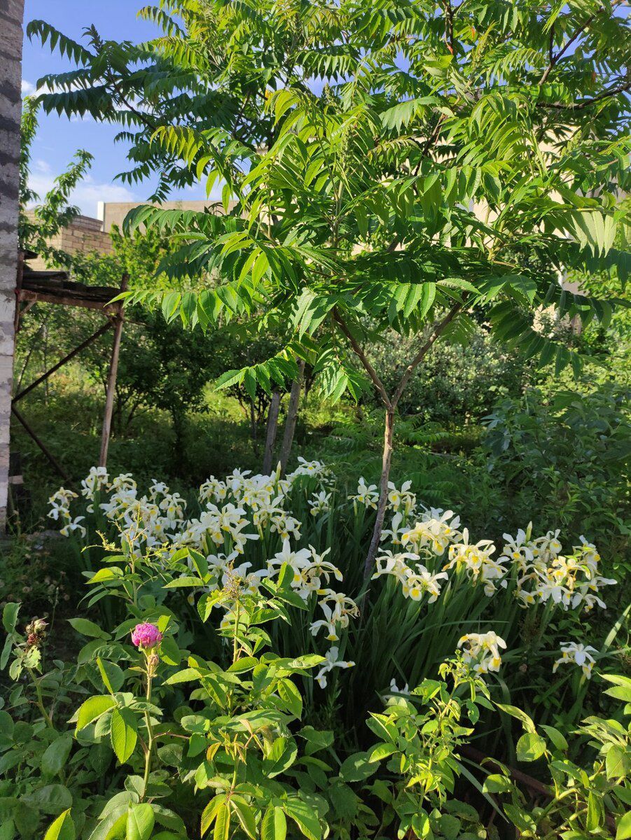 9 sot torpaq sahəsi, Mərdəkan qəs — Torpaq, Bakı (5)