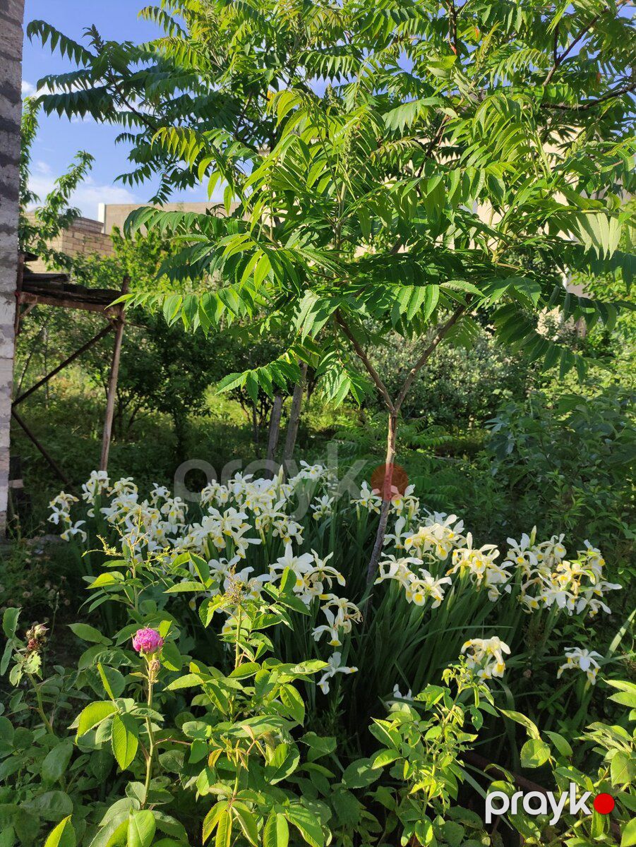 9 sot torpaq sahəsi, Mərdəkan qəs — Torpaq, Bakı (5)