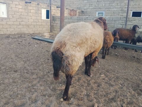 Qala qoçu dırnağında prablem var kəsgiyə yarıyır əti 55,60 kq olar — Digah