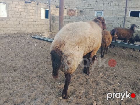 Qala qoçu dırnağında prablem var kəsgiyə yarıyır əti 55,60 kq olar — Digah