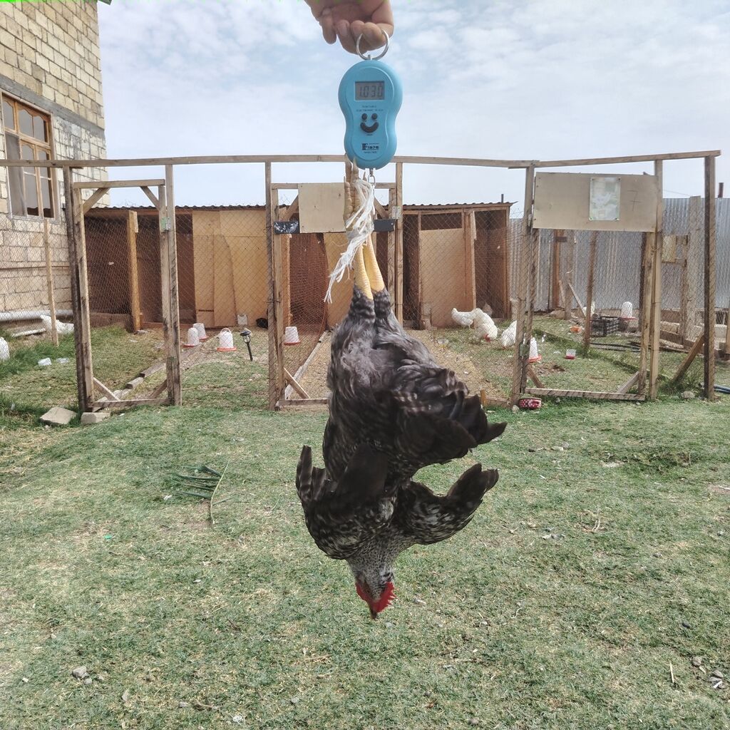 Toyuq, Damazlıq — Toyuq və xoruz, Hacıqabul (10)