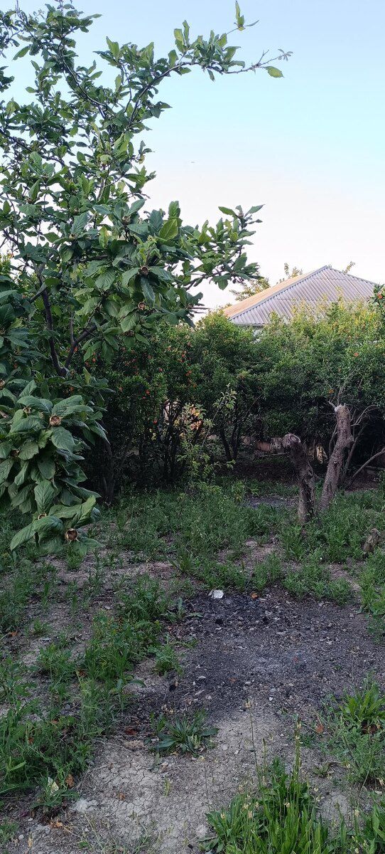 5 sot torpaq sahəsi, Saray qəs — Torpaq, Bakı (7)
