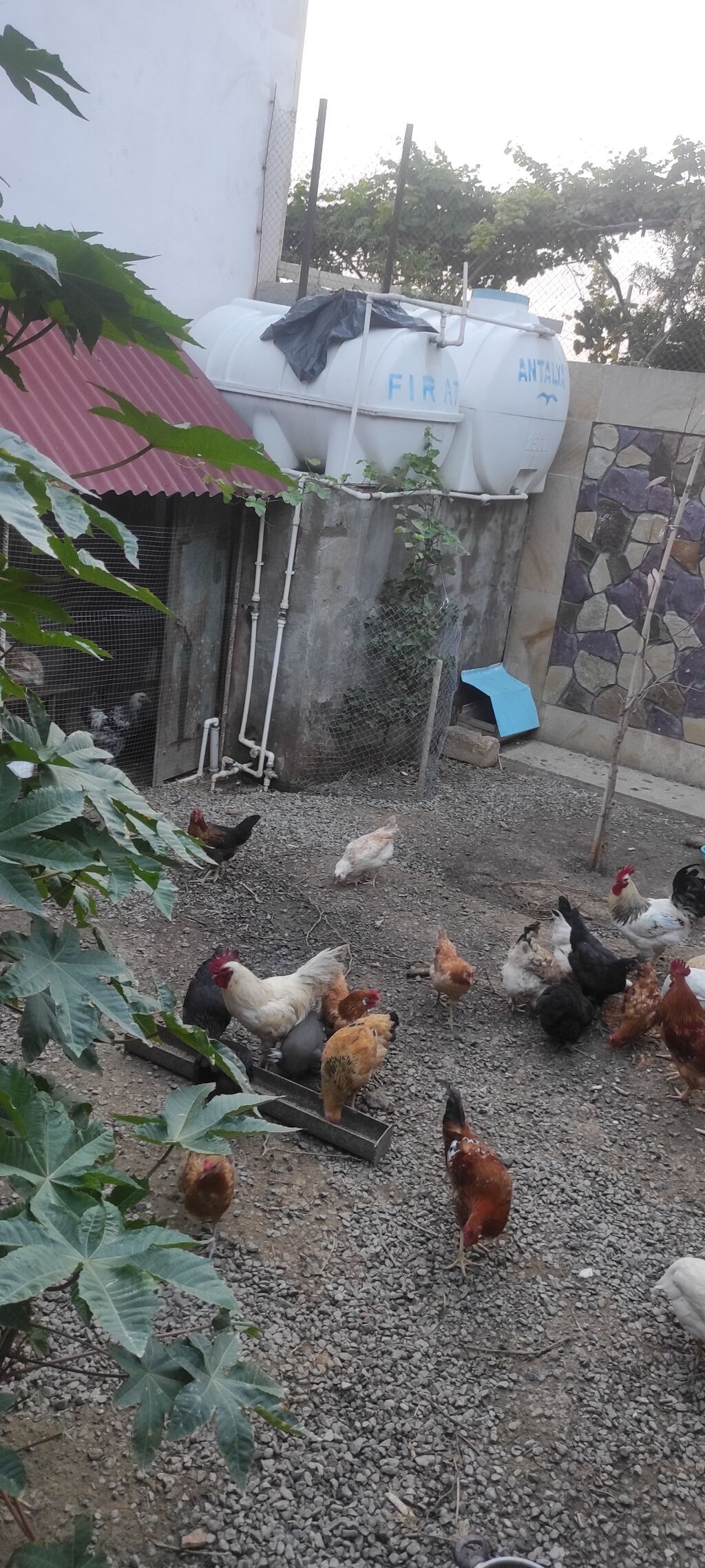 Toyuqlar yeni yumurtaya düşmüş cavan ferelerdi damazlıq saxlamaq üçün — Digərləri, Bakı (2)