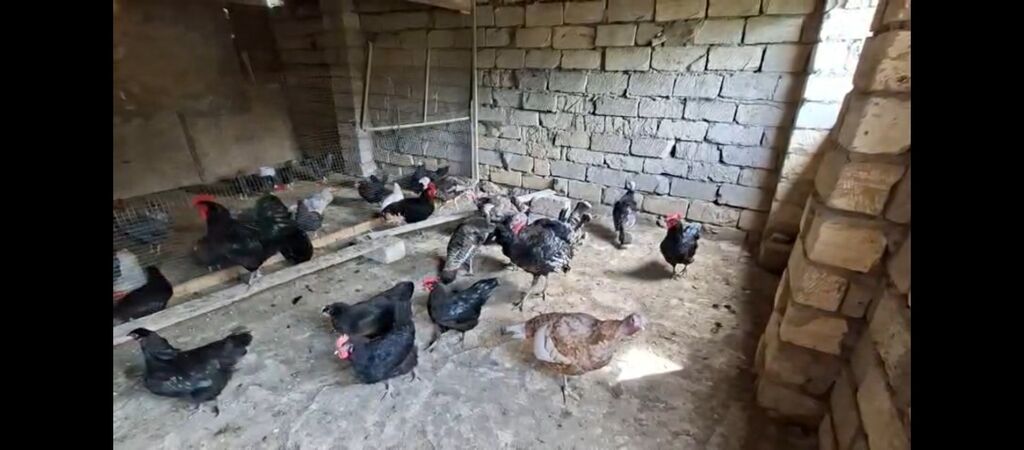 temiz Amerika bronzer hinduska erkek dişi kilo ile satılır — Digərləri, Digah (3)