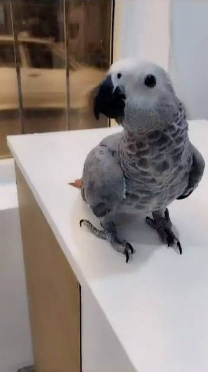 Parrot Jako tutuquşu — Quşlar, Bakı