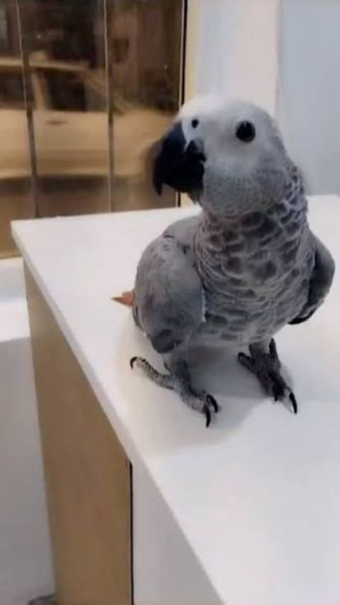Parrot Jako tutuquşu — Bakı