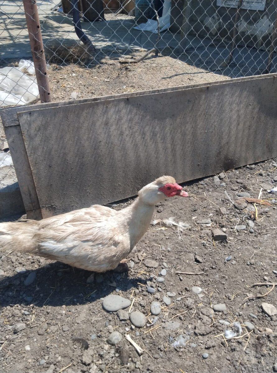 Mayalı lal ördək yumurtaları — Quşlar, Xaçmaz (2)