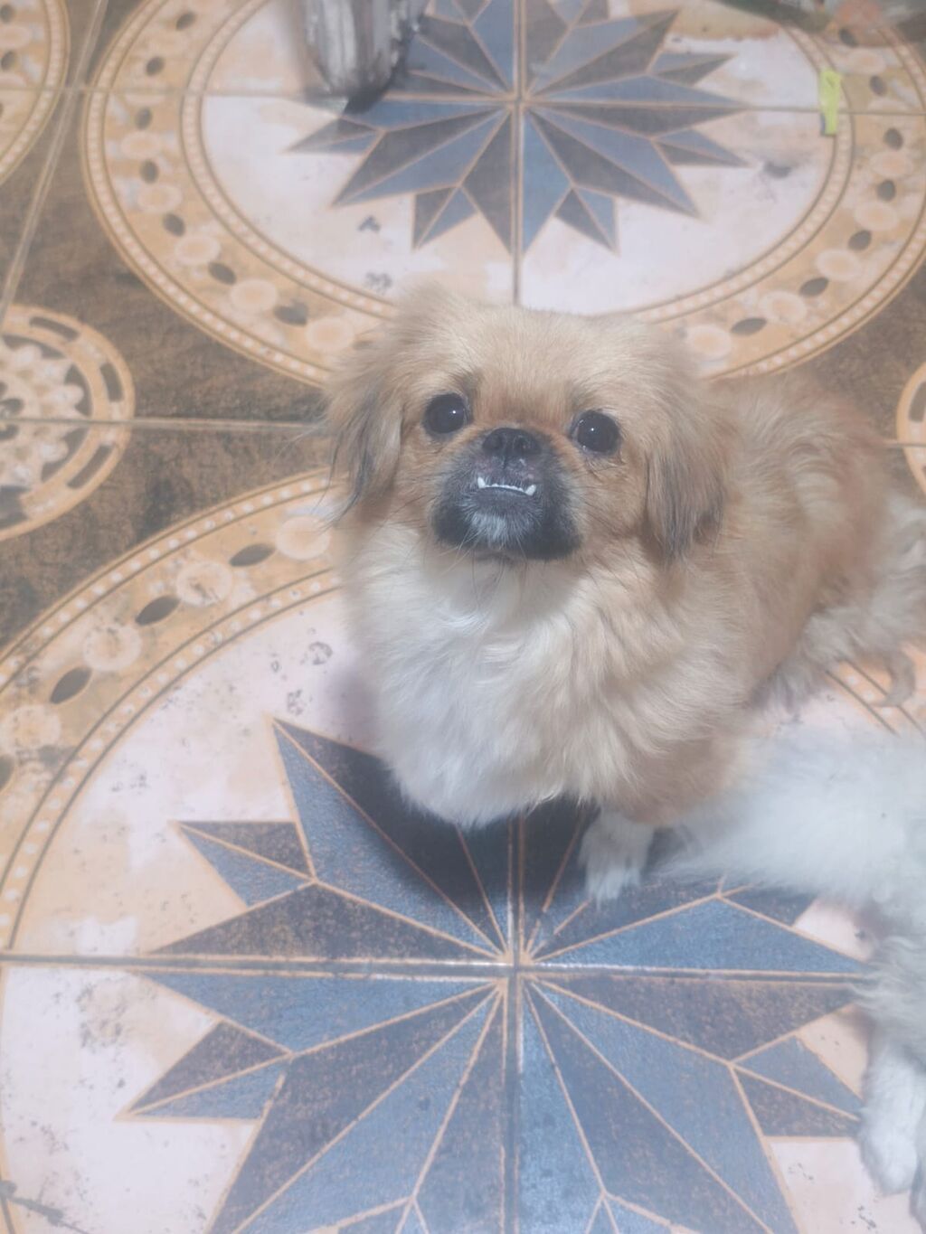 Pekines, 1 il, Dişi, Peyvəndli, Ödənişli çatdırılma — Köpəklər, Gəncə (3)