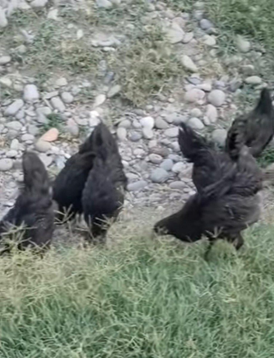 Avstralorp xoruzu — Quşlar, Bakı