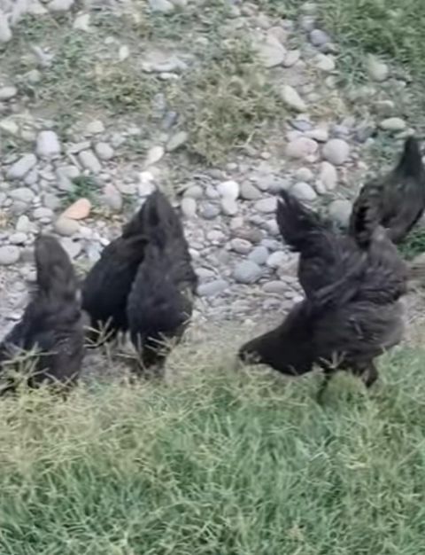 Avstralorp xoruzu — Bakı