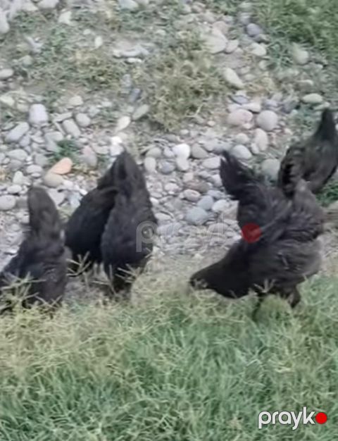 Avstralorp xoruzu — Bakı