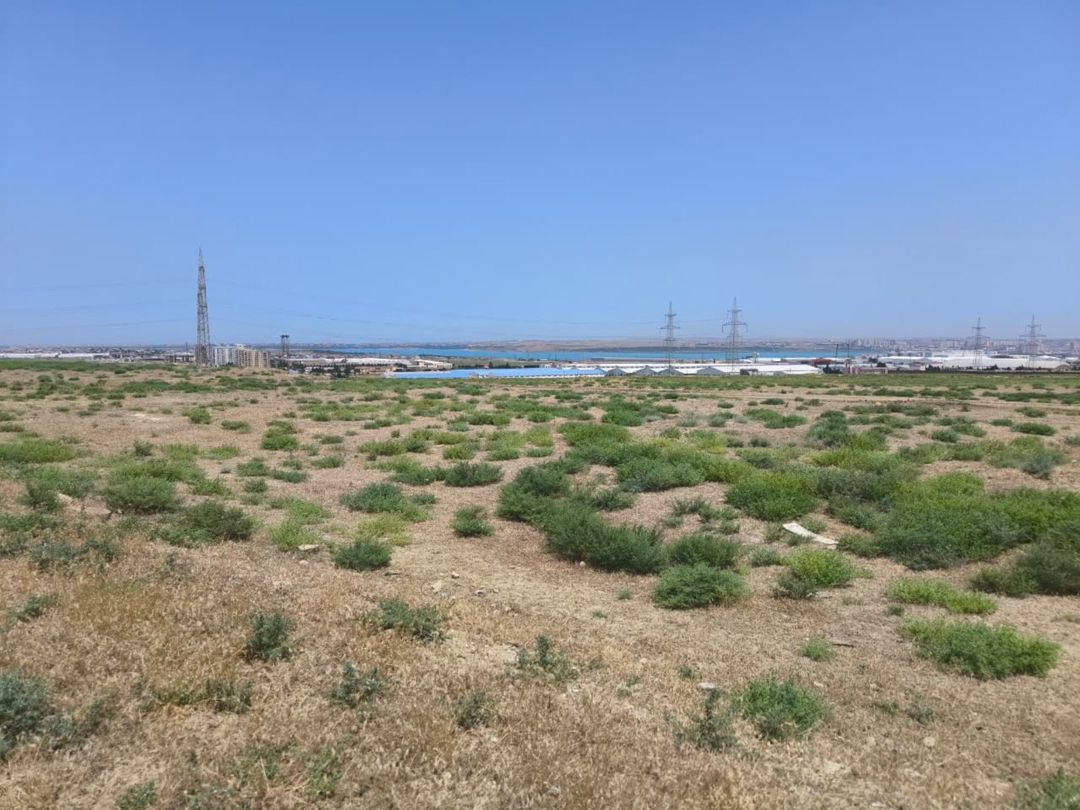 Satılır torpaq 780 sot — Torpaq, Bakı (3)