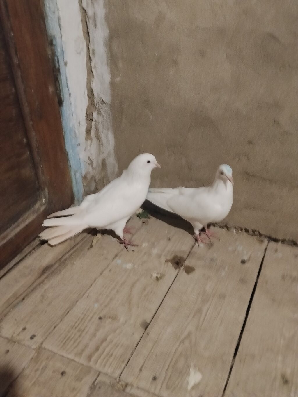 Ağ rəngli ev göyərçinləri cütü - Rəng: tam ağ (birinin başında açıq — Göyərçin, Bakı