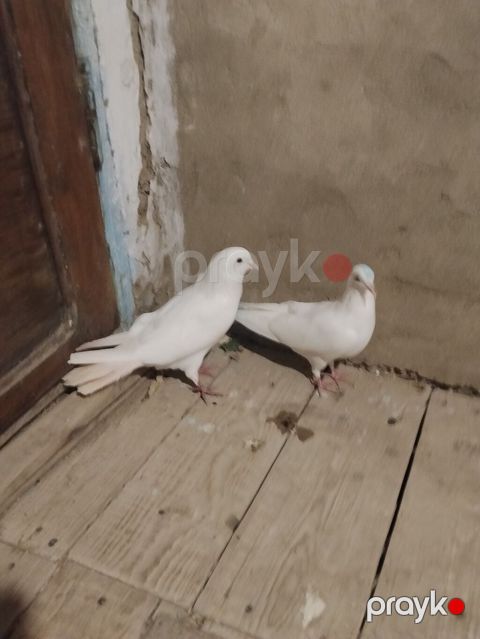 Ağ rəngli ev göyərçinləri cütü - Rəng: tam ağ (birinin başında açıq — Bakı