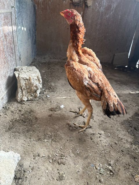 Heyratı fərə — Bakı