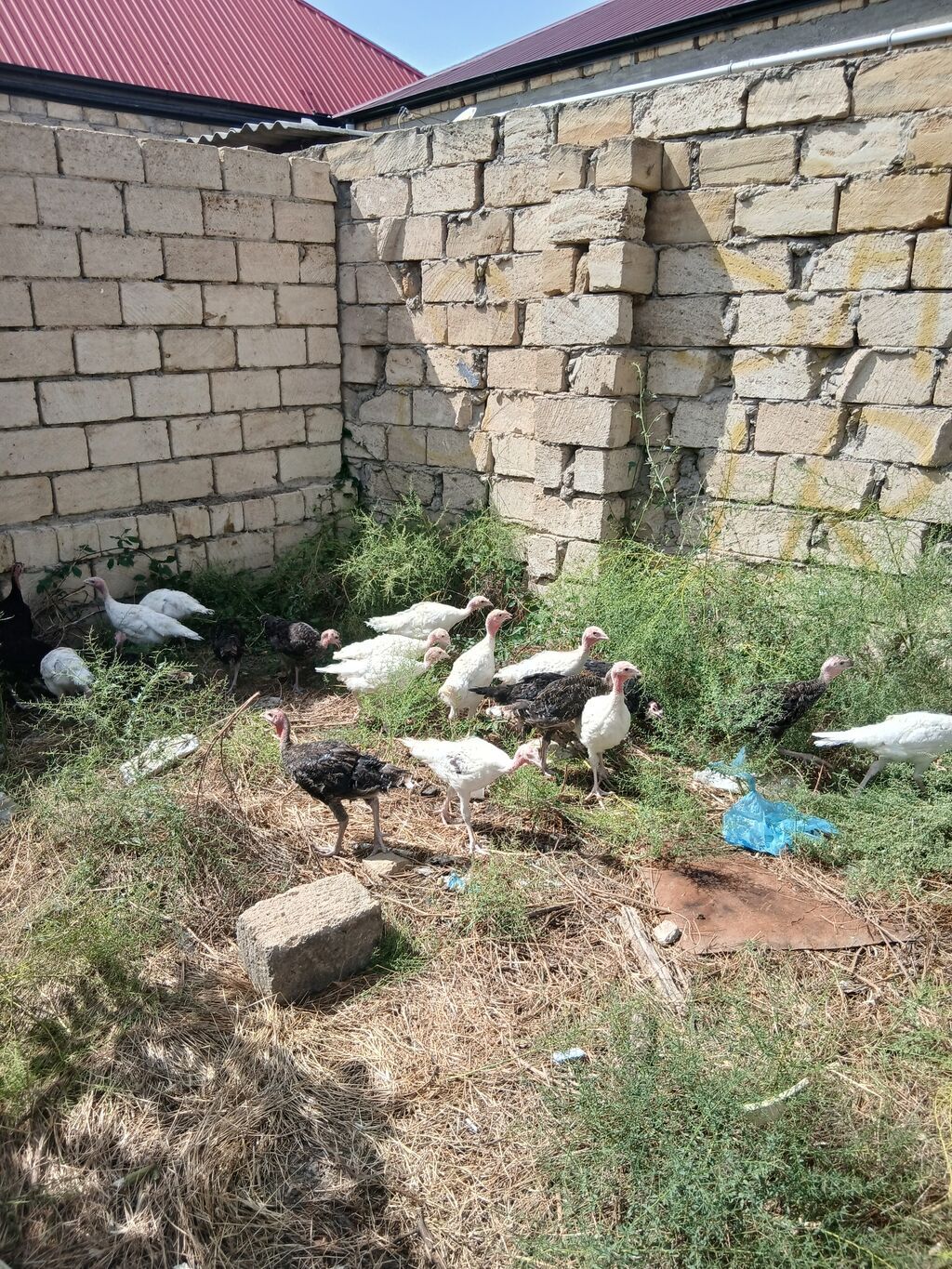 Hinduşka cücələri 2 aylıqdırlar tam sağlam hündüşqalardı qiymet — Digərləri, Sumqayıt (2)