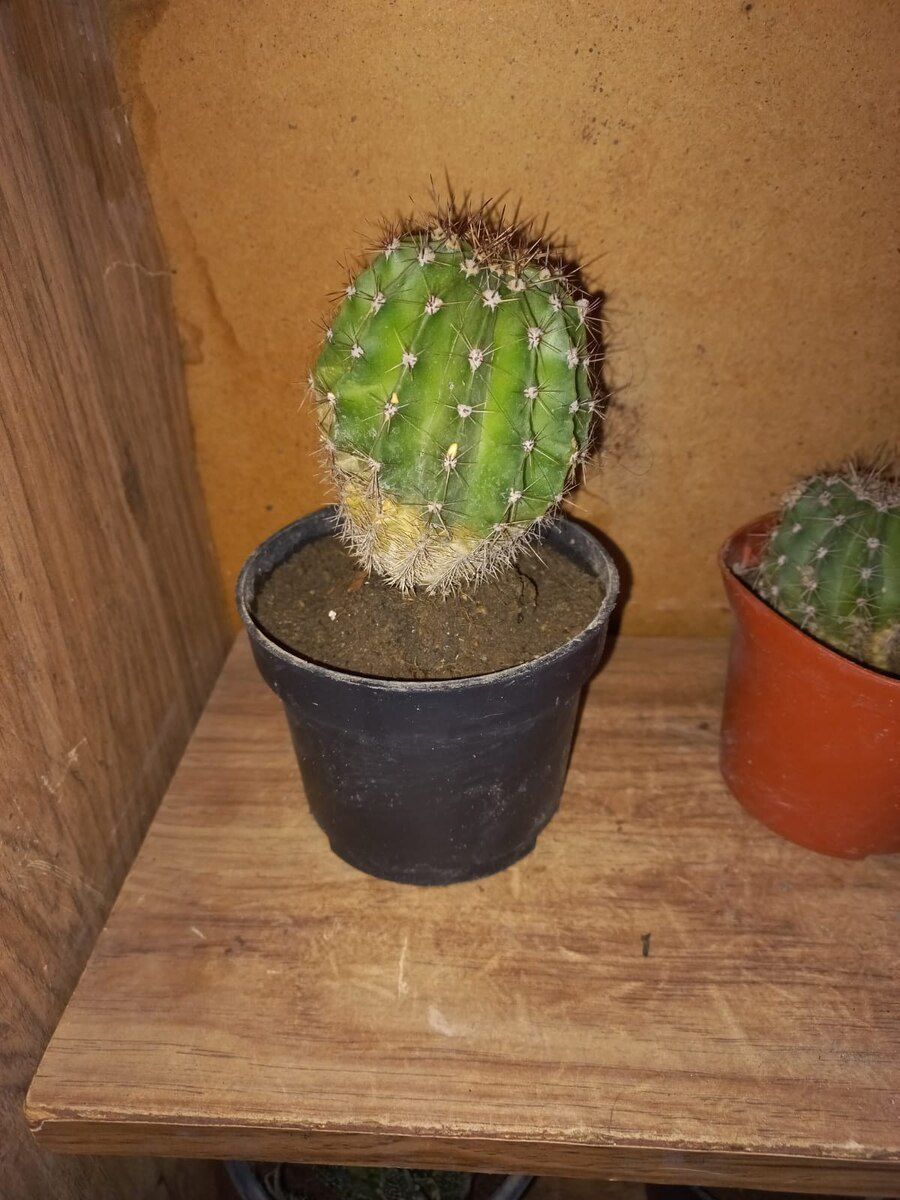 Aloe və kaktus — Bitkilər, Bakı (3)