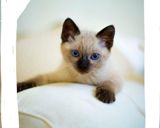 Сиамские котята — Мелания мират