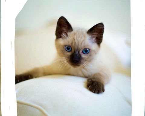 Сиамские котята — Bakı