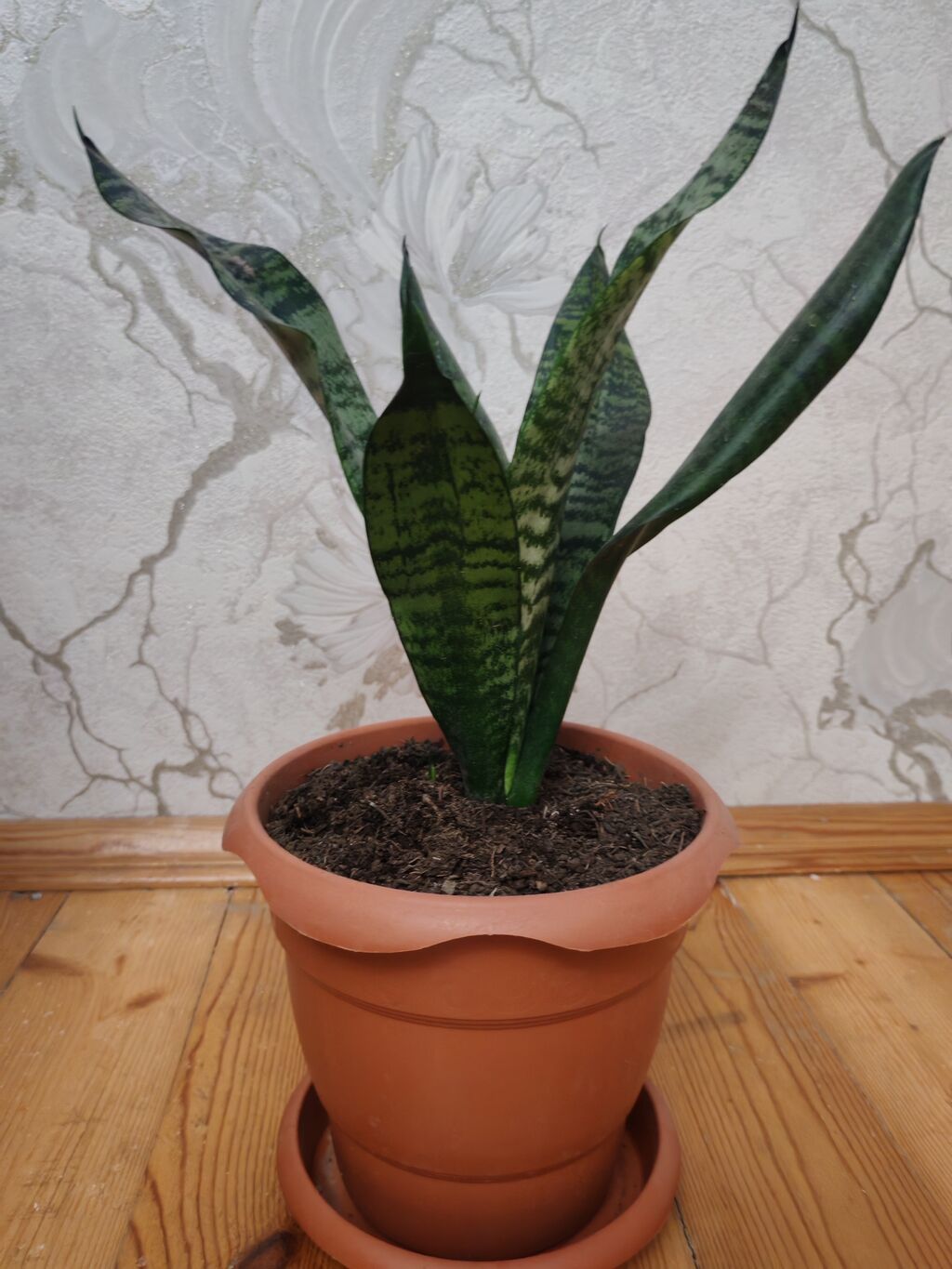 Sansevieria (Qayın dili) – otaq bitkisi, gil rəngli dibçək və — Çiçəklər, Bakı (2)