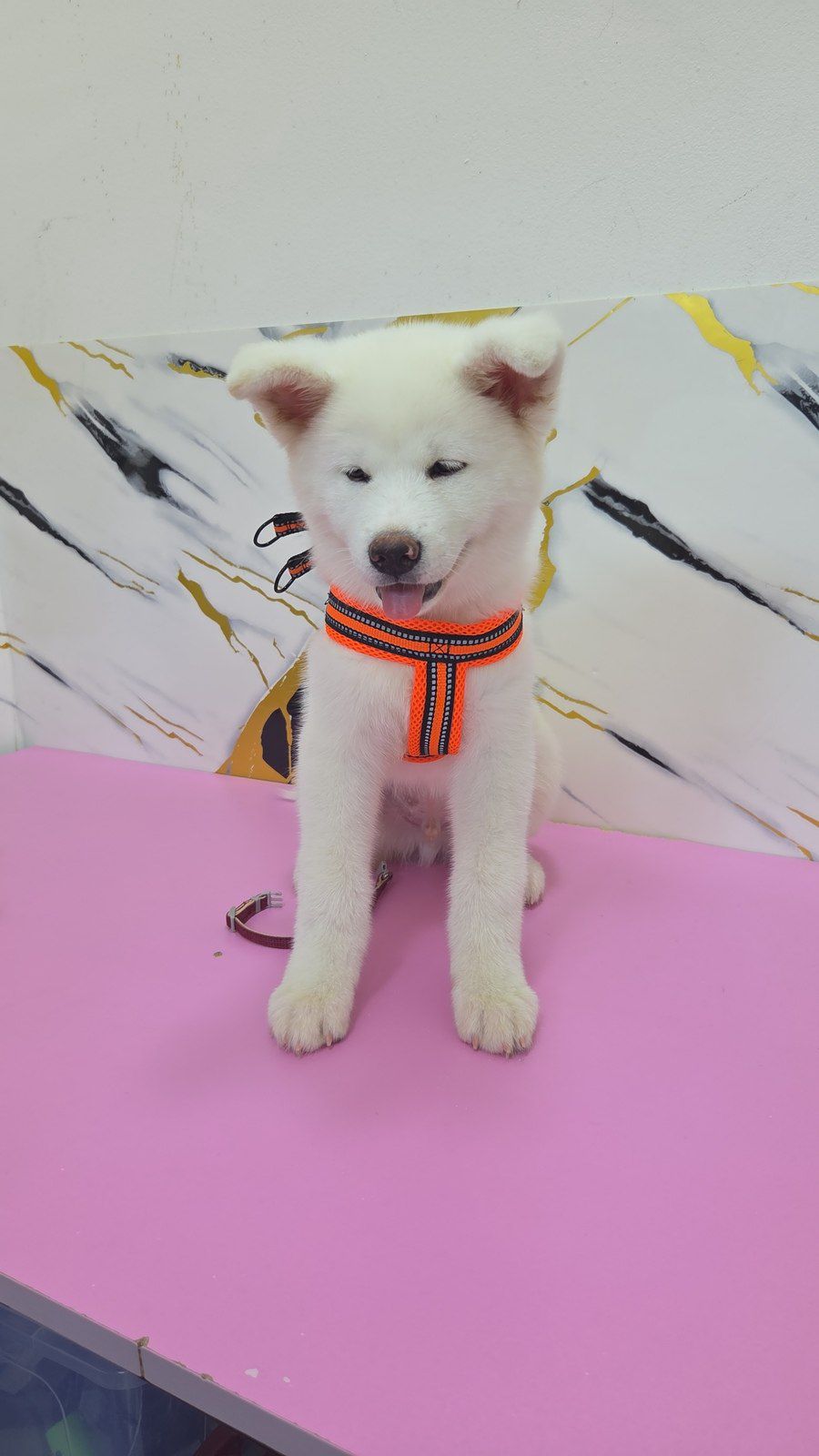 Akita-inu — Köpəklər, Bakı (4)