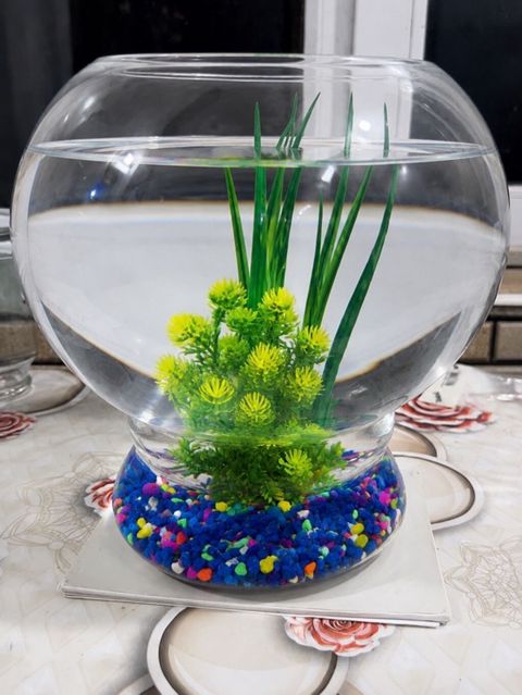 Yumru akvarium, Boş, 7 l — Bakı