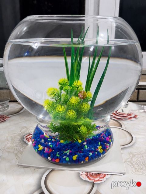 Yumru akvarium, Boş, 7 l — Bakı