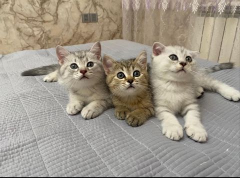 Şotland pişiyi balası — Bakı