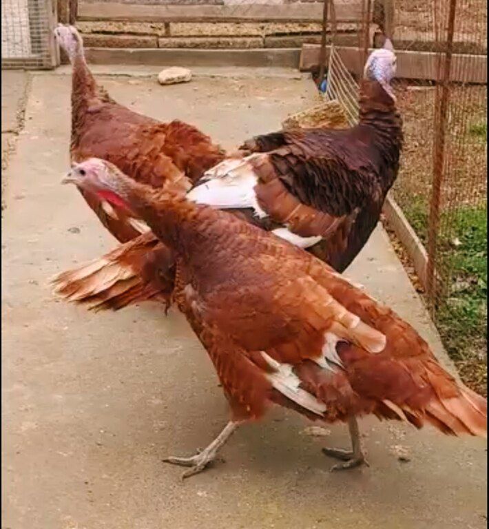 Red Burbon hinduşka yumurtası — Quşlar, Bakı (3)