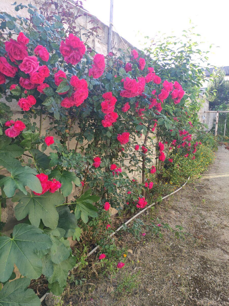 9 sot torpaq sahəsi, Mərdəkan qəs — Torpaq, Bakı (3)