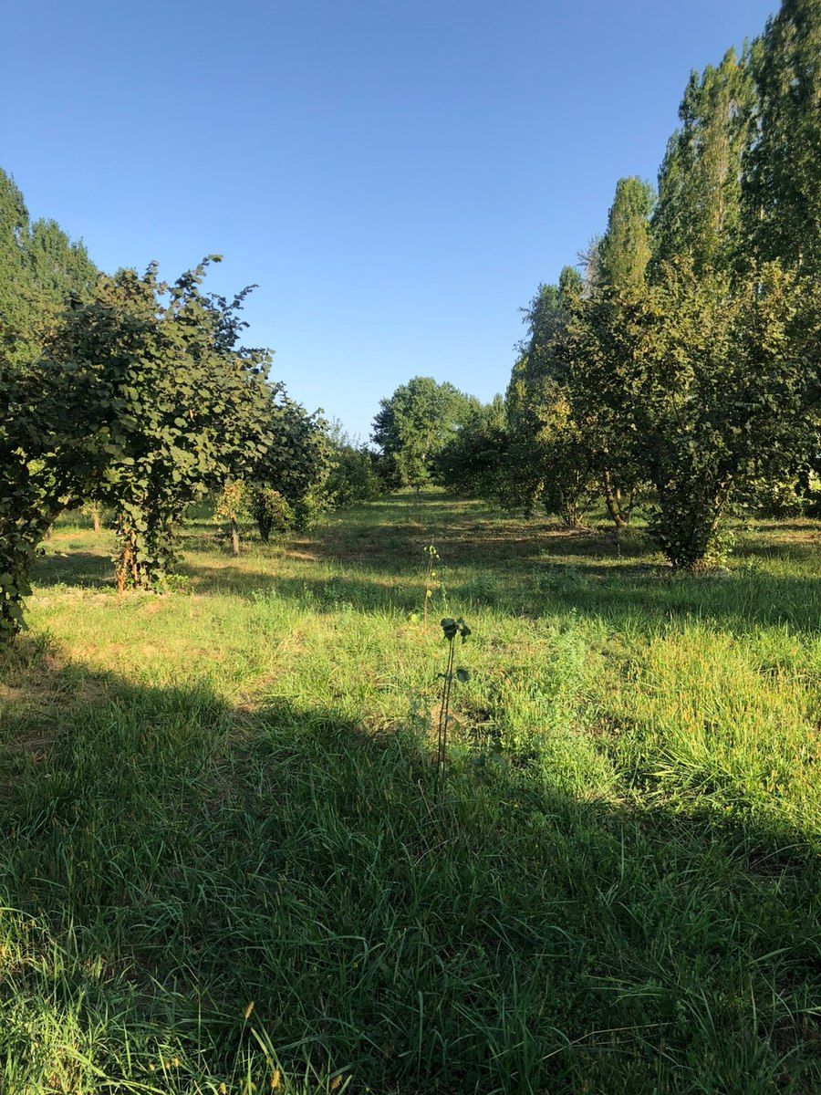 70 sot torpaq sahəsi, Qusar r — Torpaq, Qusar (4)