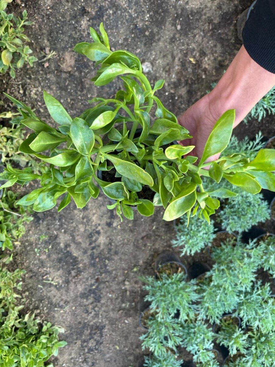 Apteniya bitkisi — Bitkilər, Bakı (4)