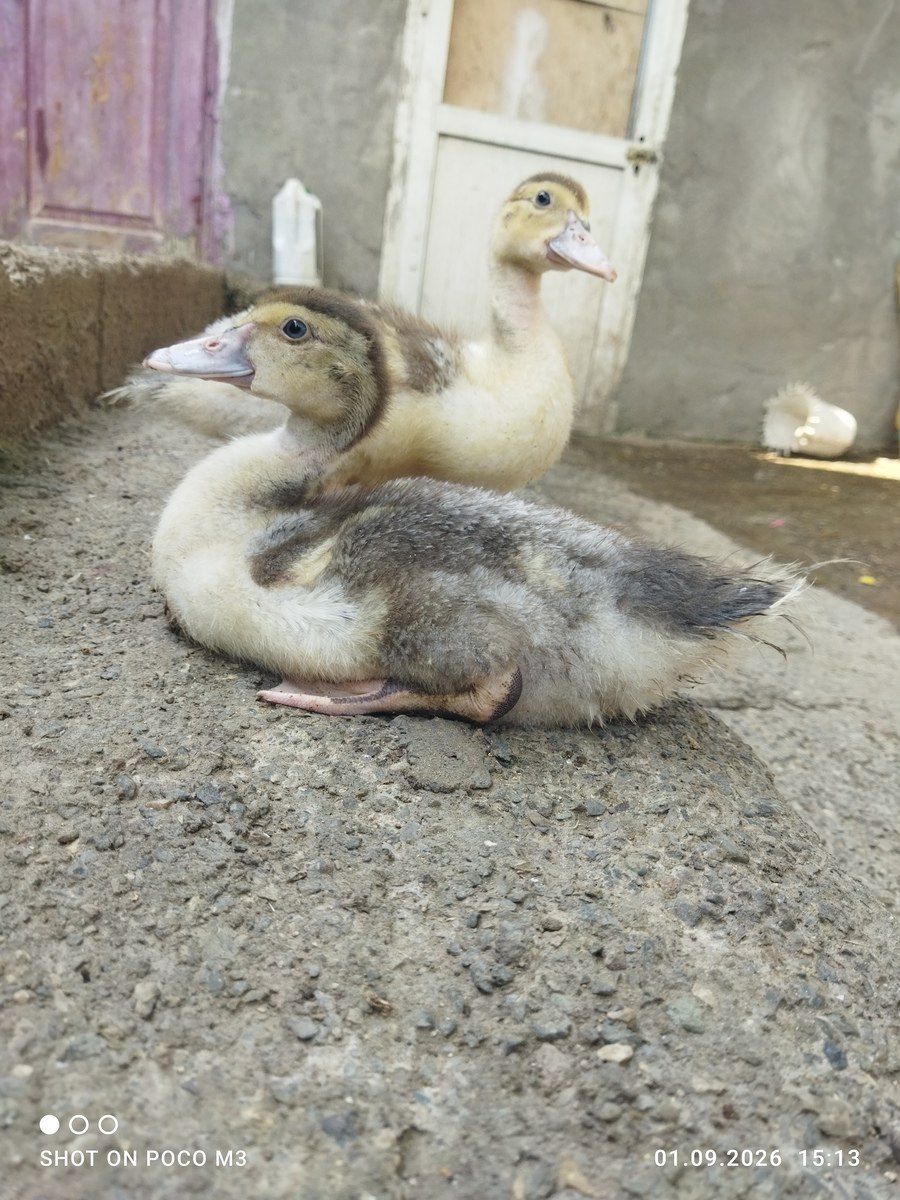 Ördəklər — Quşlar, Bakı (10)