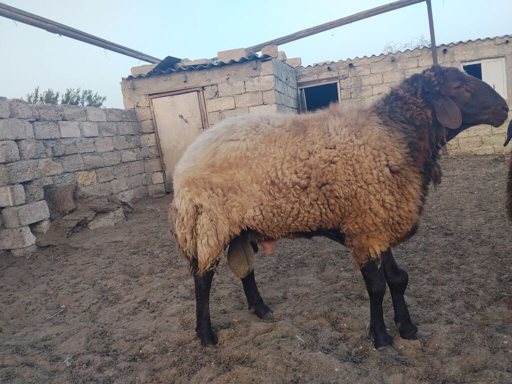 Qala qoçu dırnağında prablem var kəsgiyə yarıyır əti 55,60 kq olar — Kənd təsərrüfatı heyvanları, Digah (3)