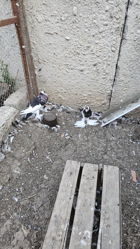 Pomeran şpits — Masallı