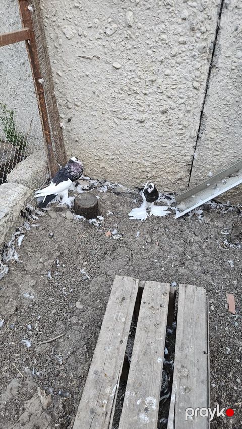 Pomeran şpits — Masallı