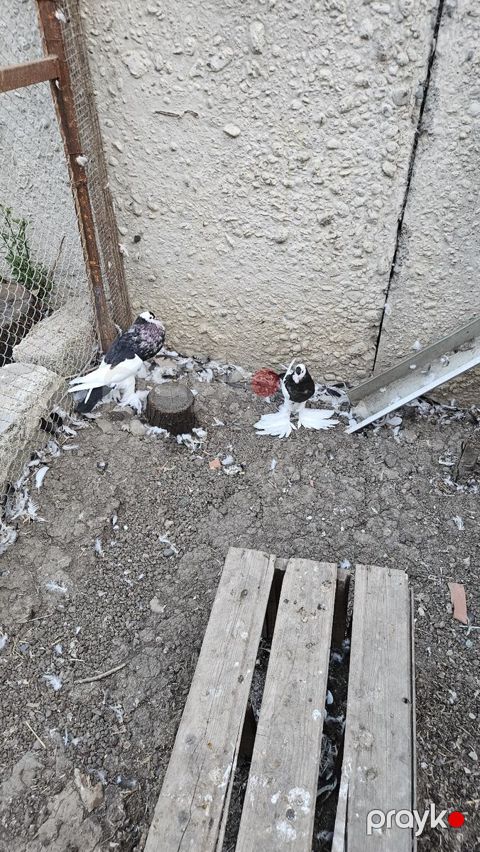 Pomeran şpits