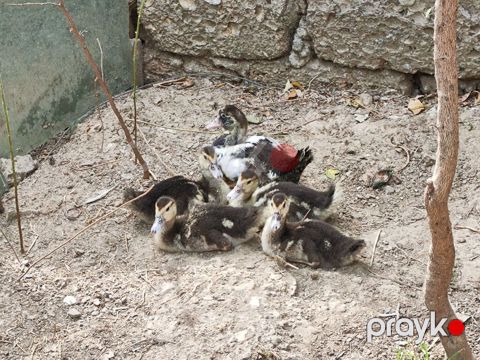 Lal ördək balaları 4ü 1ay yarımlıq 1i 2 aylıq cəmi 30 azn — Bakı