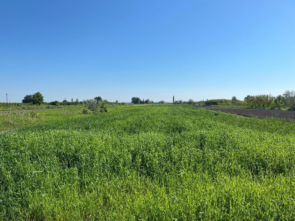 240 sot, Kənd təsərrüfatı, Kupça (Çıxarış) — Torpaq, Xaçmaz (9)