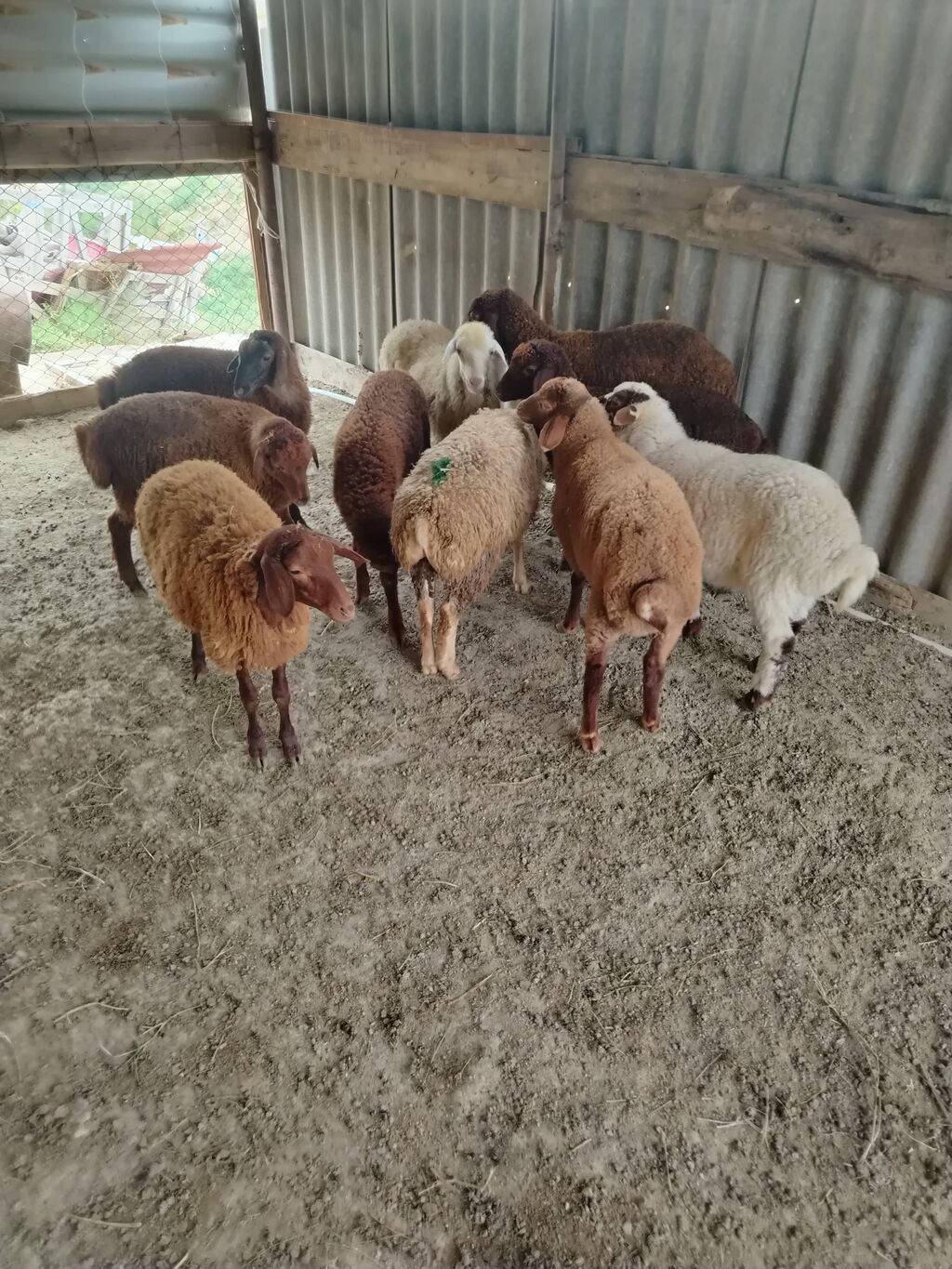 Yaxın ərazilərə pulsuz catdırılma var hamısı erkəy — Kənd təsərrüfatı heyvanları, Pirəkəşkül (3)