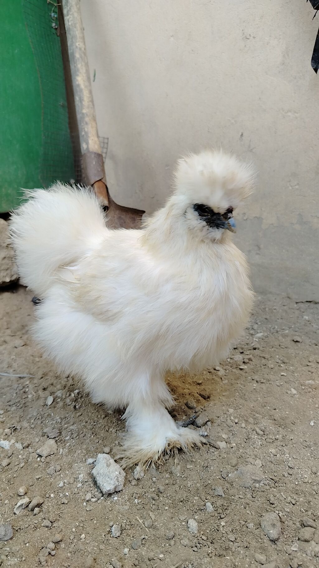 Ağ pon pon cinsli dekorativ toyuq, damazlıq — Toyuq və xoruz, Digah