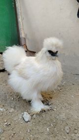 Ağ pon pon cinsli dekorativ toyuq, damazlıq — Chickens and roosters
