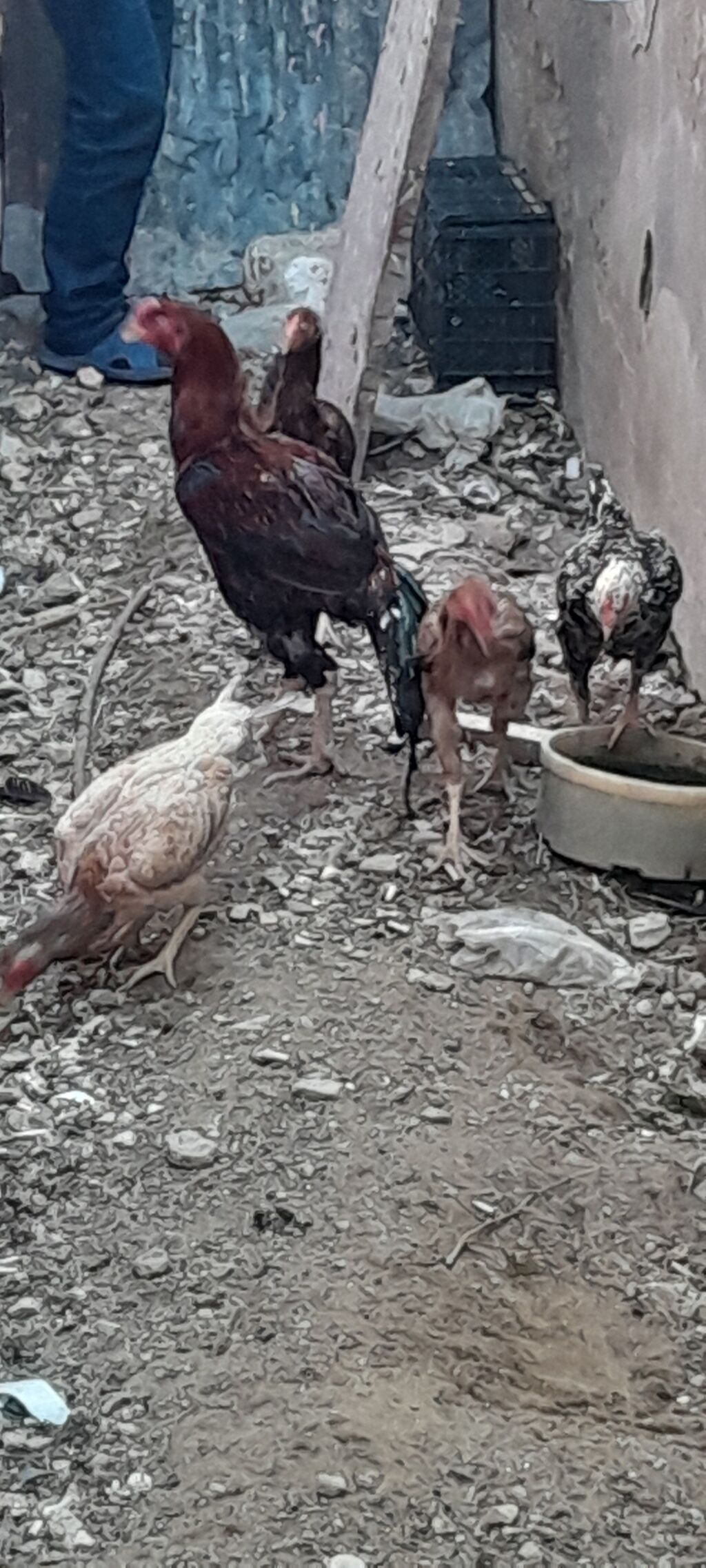 Heyrati fere xoruz satilir.4 fere 1 xoruz.Fereleri 3u kurt — Digər heyvanlar, Bakı (4)
