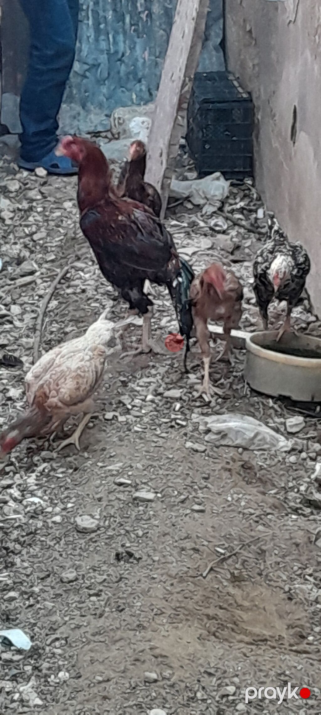 Heyrati toyuq fərəsi və xoruz satılır, 4 fərə, 1 xoruz — Toyuq və xoruz, Bakı (4)