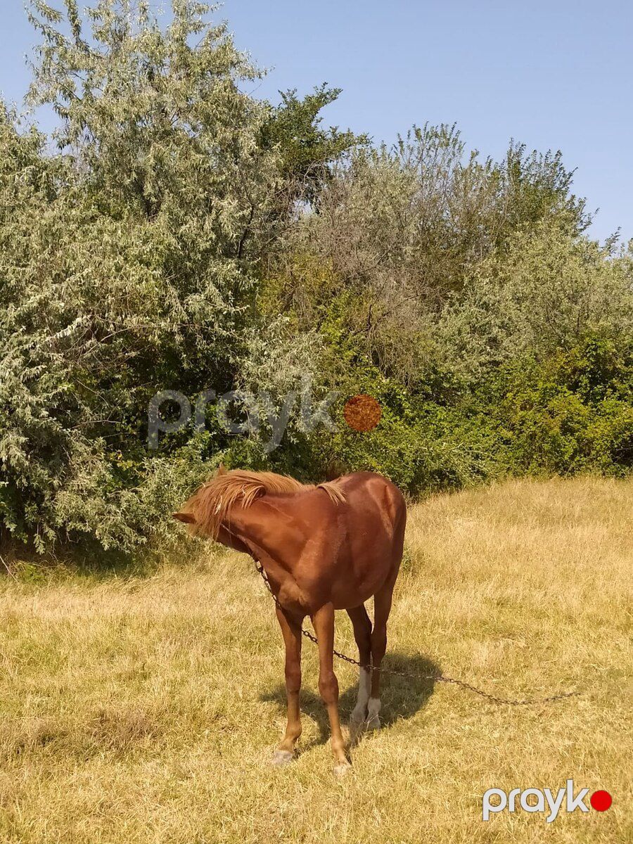 Dayça — Atlar, Siyəzən (5)