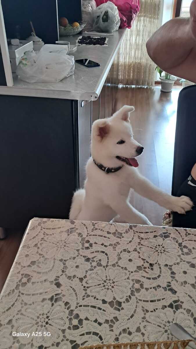 Akita-inu — Köpəklər, Bakı (2)